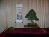 Professional bonsai exhibit MABS 2011 PIE